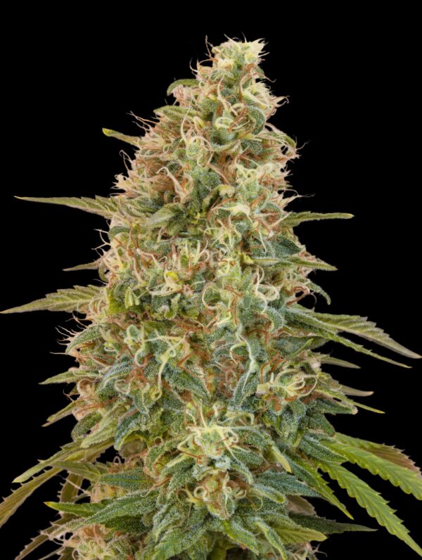 Advanced Seeds auto zkittlez Samen