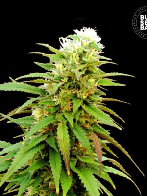 Bulk Seeds Bank Auto Zkittly Zi Zi 5 Stk feminisiert Bulk Seeds Bank Auto Zkittly Zi Zi 10 Stk feminisiert