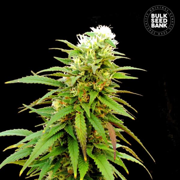 Bulk Seeds Bank Auto Zkittly Zi Zi 10 Stk feminisiert