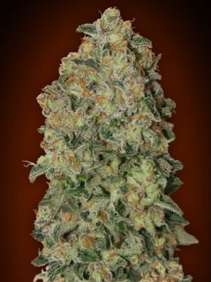 00 Seeds auto chocolate skunk Samen