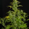 Dinafem blue amnesia xxl autoflowering Samen – Bild 4