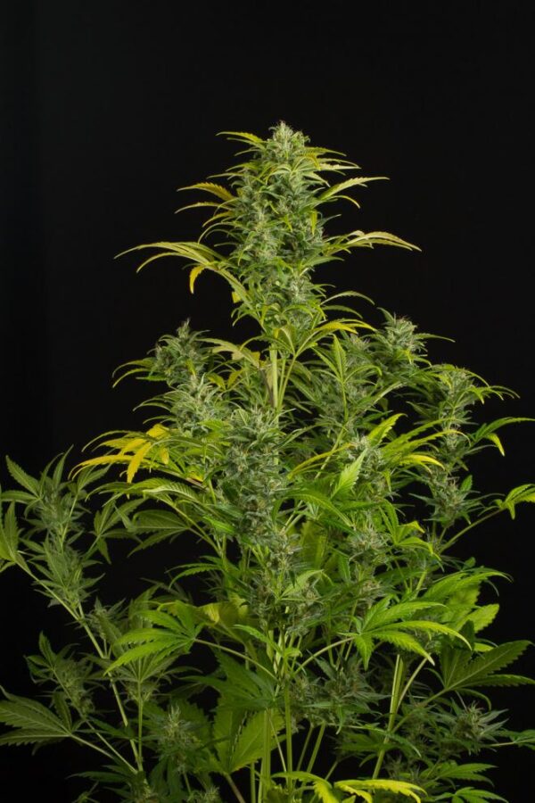 Dinafem blue amnesia xxl autoflowering Samen – Bild 4