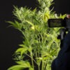 Dinafem blue critical autoflowering Samen – Bild 3