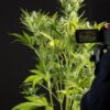 Dinafem blue critical autoflowering Samen – Bild 4