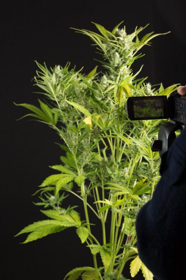 Dinafem blue critical autoflowering Samen – Bild 4