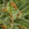 Dinafem critical autoflowering Samen – Bild 3