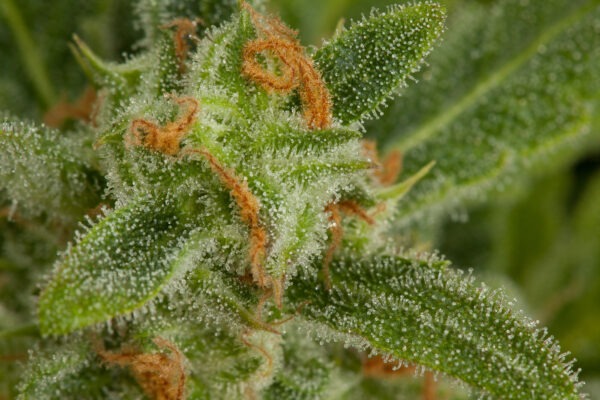 Dinafem critical autoflowering Samen – Bild 3