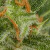 Dinafem critical autoflowering Samen – Bild 4