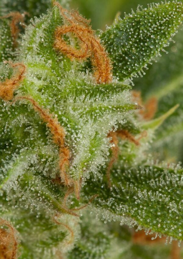 Dinafem critical autoflowering Samen – Bild 4