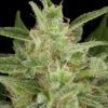 Dinafem critical jack autoflowering Samen – Bild 3