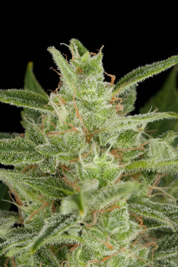 Dinafem critical jack autoflowering Samen – Bild 4