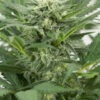 Dinafem dinamex autoflowering Samen – Bild 3
