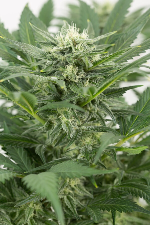 Dinafem dinamex autoflowering Samen – Bild 3