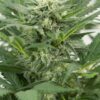 Dinafem dinamex autoflowering Samen – Bild 4
