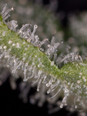 Dinafem Haze 2.0 Auto 5 Stk feminisiert