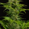 Dinafem haze xxl autoflowering Samen – Bild 3