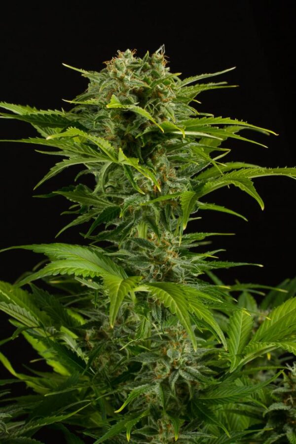 Dinafem haze xxl autoflowering Samen – Bild 4