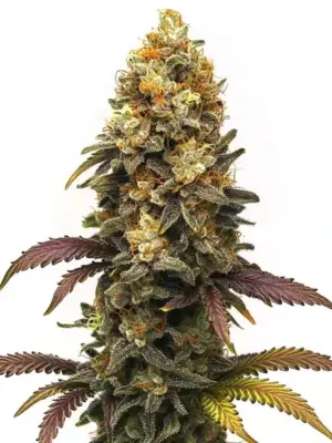 Blimburn Seeds Bc Diesel 3 Stk feminisiert