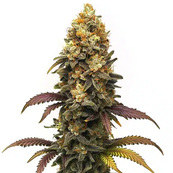Blimburn Seeds Bc Diesel