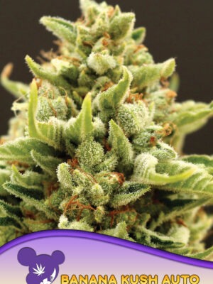Anesia Seeds banana kush auto Samen Anesia Seeds banana kush auto Samen