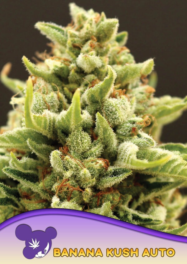 Anesia Seeds banana kush auto Samen