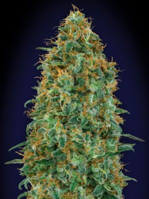 00 Seeds blueberry Samen