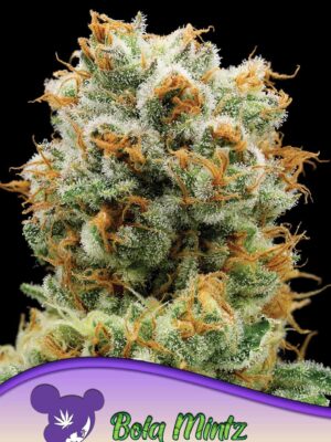 Anesia Seeds bola mintz Samen