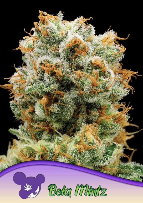 Anesia Seeds bola mintz Samen