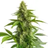 Blimburn Seeds Bruce Banner #3 Fbv 6 Stk feminisiert