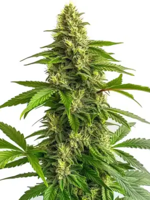 Blimburn Seeds Bruce Banner #3 Fbv 6 Stk feminisiert