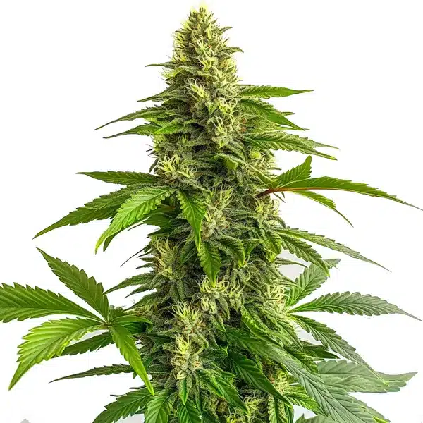 Blimburn Seeds Bruce Banner #3 Fbv 6 Stk feminisiert