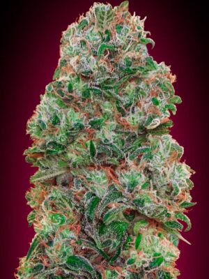 00 Seeds bubble gum Samen