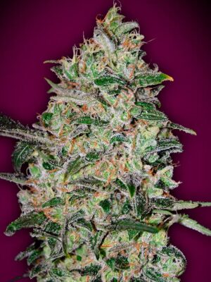 00 Seeds bubble gum fast Samen