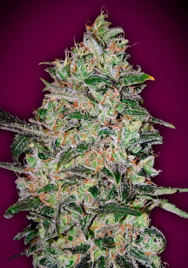 00 Seeds bubble gum fast Samen