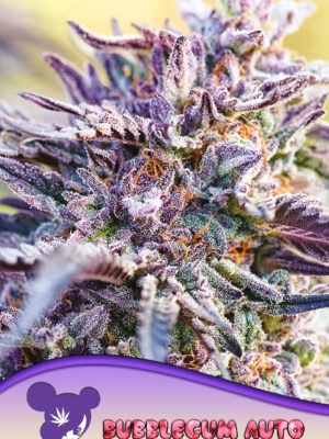 Anesia Seeds Auto Bubblegum