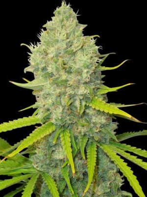 Spliff Seeds Bubblegun 5 Stk feminisiert Spliff Seeds Bubblegun 5 Stk feminisiert