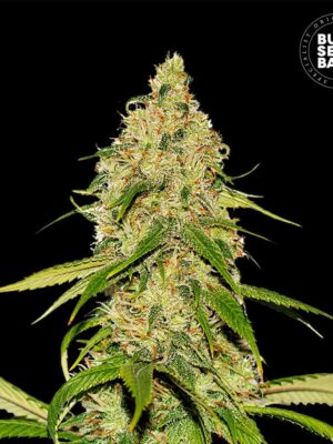 Bulk Seeds Bank Auto CBD White Widow 5 Stk feminisiert Bulk Seeds Bank Auto CBD White Widow 10 Stk feminisiert