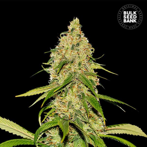 Bulk Seeds Bank Auto CBD White Widow 10 Stk feminisiert