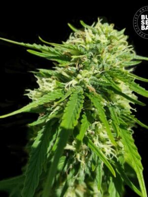 Bulk Seeds Bank CBD Good Wild Shark 5 Stk feminisiert Bulk Seeds Bank CBD Good Wild Shark 5 Stk feminisiert