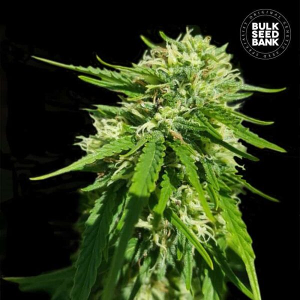 Bulk Seeds Bank CBD Good Wild Shark 5 Stk feminisiert