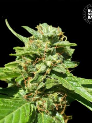 Bulk Seeds Bank CBD Nepal Gold 10 Stk feminisiert