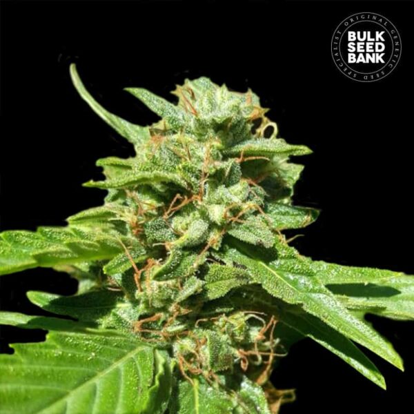 Bulk Seeds Bank CBD Nepal Gold 10 Stk feminisiert