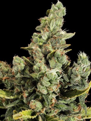 Dinafem Cheese Auto 5 Stk feminisiert