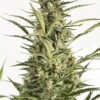 Dinafem critical jack autoflowering Samen