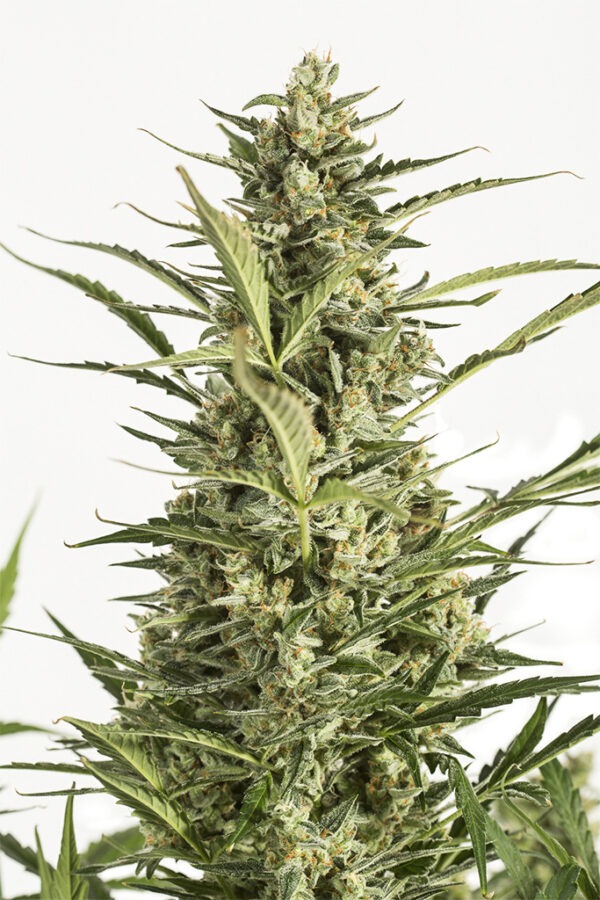 Dinafem critical jack autoflowering Samen
