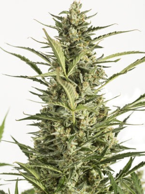 Dinafem Critical Jack Auto 5 Stk feminisiert