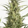 Dinafem critical jack autoflowering Samen – Bild 2