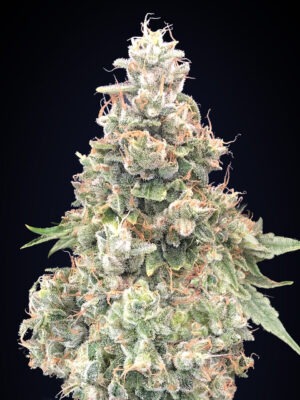00 Seeds california kush fast Samen