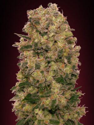 00 Seeds caramel kush Samen