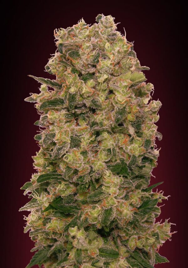 00 Seeds caramel kush Samen